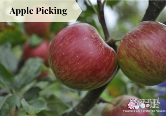 5 Places To Pick Apples This Fall 2019