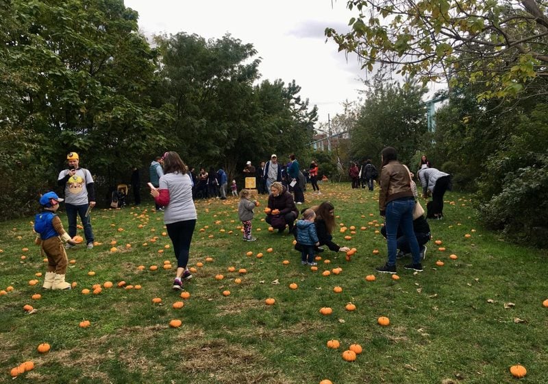 Brooklyn Bridge Park Harvest Fest