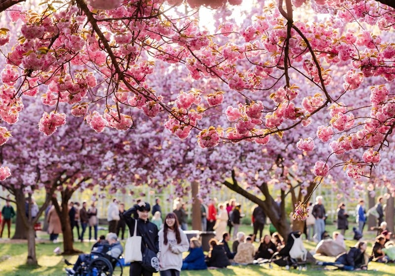 Hanami Nights Brooklyn Botanic Garden