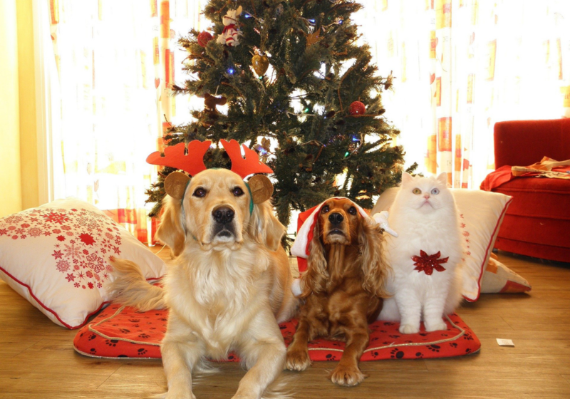 pets tree christmas