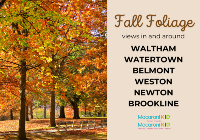 fall foliage views in and around waltham, watertown, belmont, weston, newton and brookline massachusetts