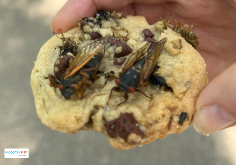 chocolate chip cookies with cicadas in them