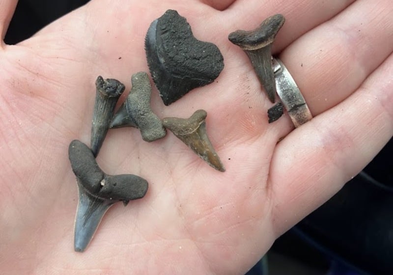 6 fossilized shark teeth in the palm of a hand