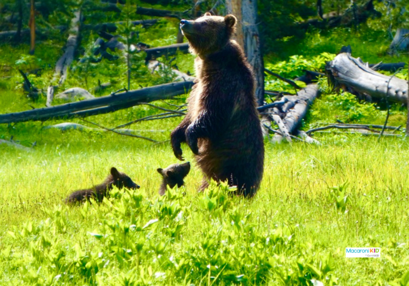 bears in Yellowstone