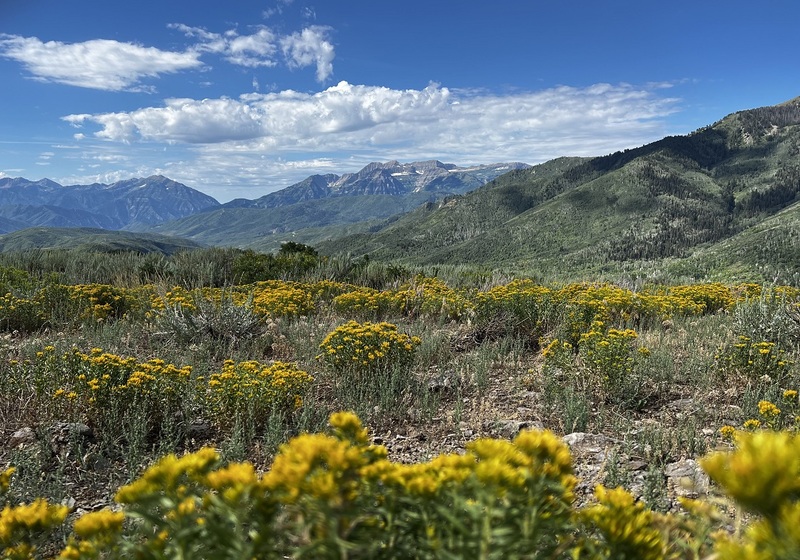 Wasatch mountains