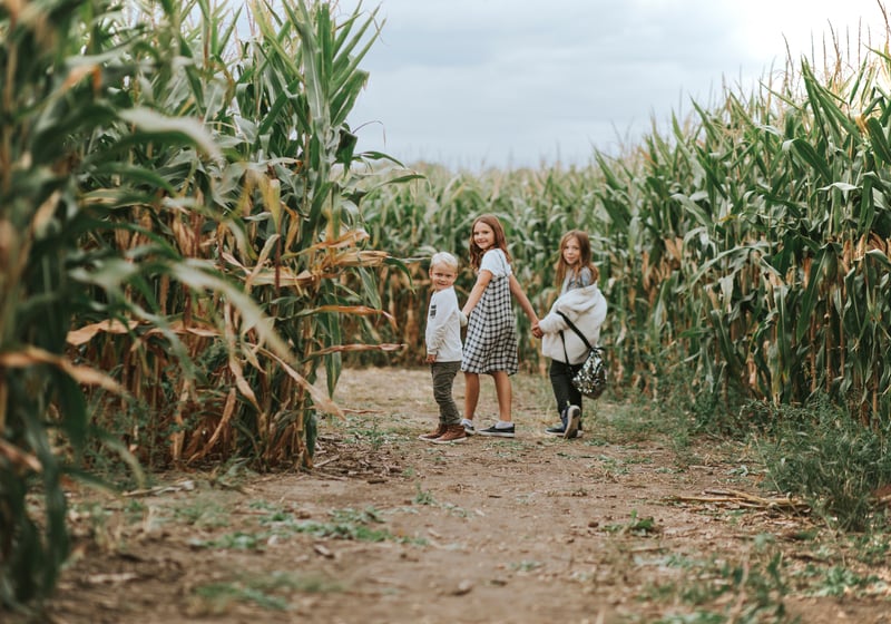 Corn Maze