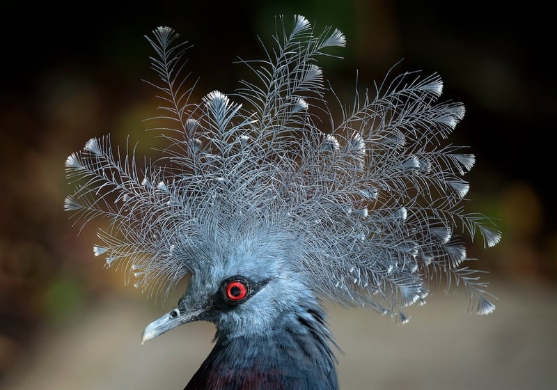 Victoria Crowned Pigeon_2018_Elliot Cramer 