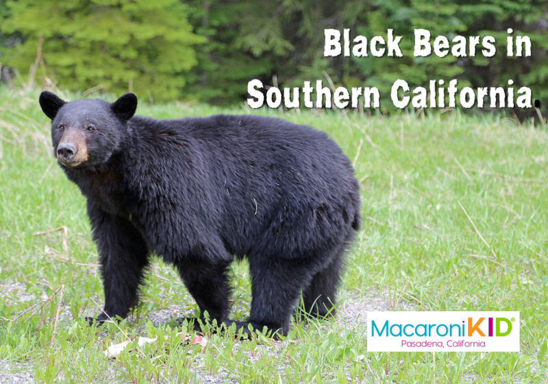Black Bears in Southern California