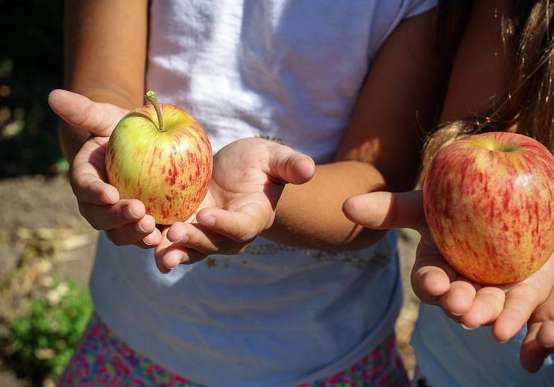 Best Places to go Apple Picking in Watermill