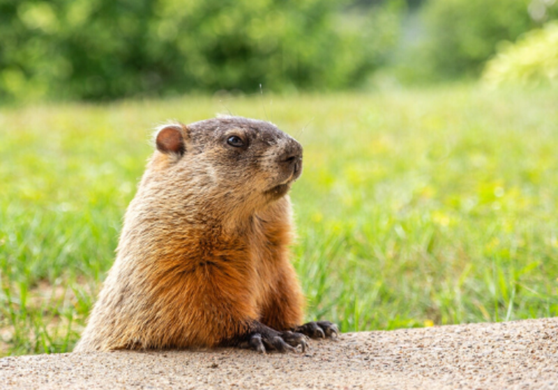 groundhog