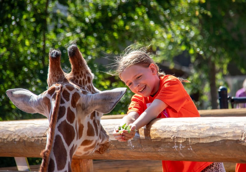 Child feeding giraffe lettuce