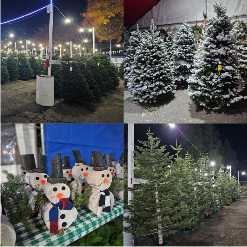 A collage of offerings from Sierra Cascade Christmas Trees