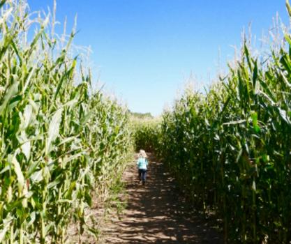 Get Lost In The 8 Acre Corn Maze At Chatfield Farms