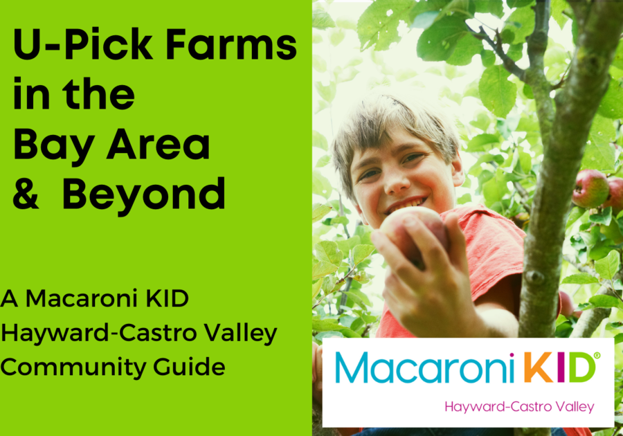 U-Pick Farms in the Bay Area and Beyond