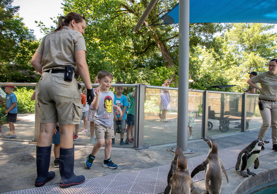 child feeding small penguin