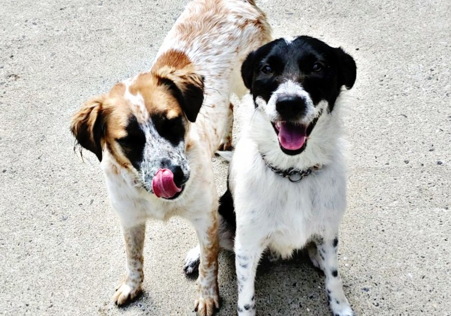 CAHW SPCA dog adoption Easton, Lehigh Valley