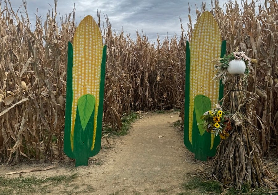 Sinkland Farm Corn Maze