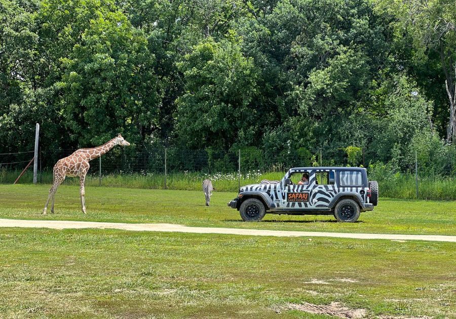 Jeep with giraffe