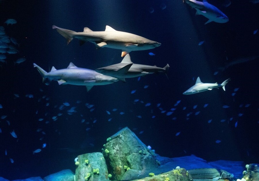 Julie Larsen, New York Aquarium