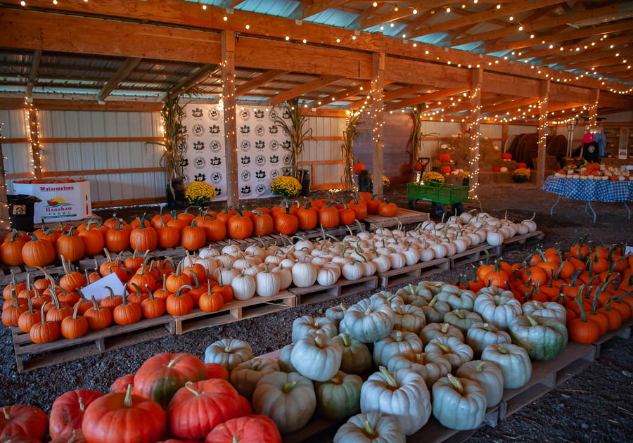 Maple Border Farm