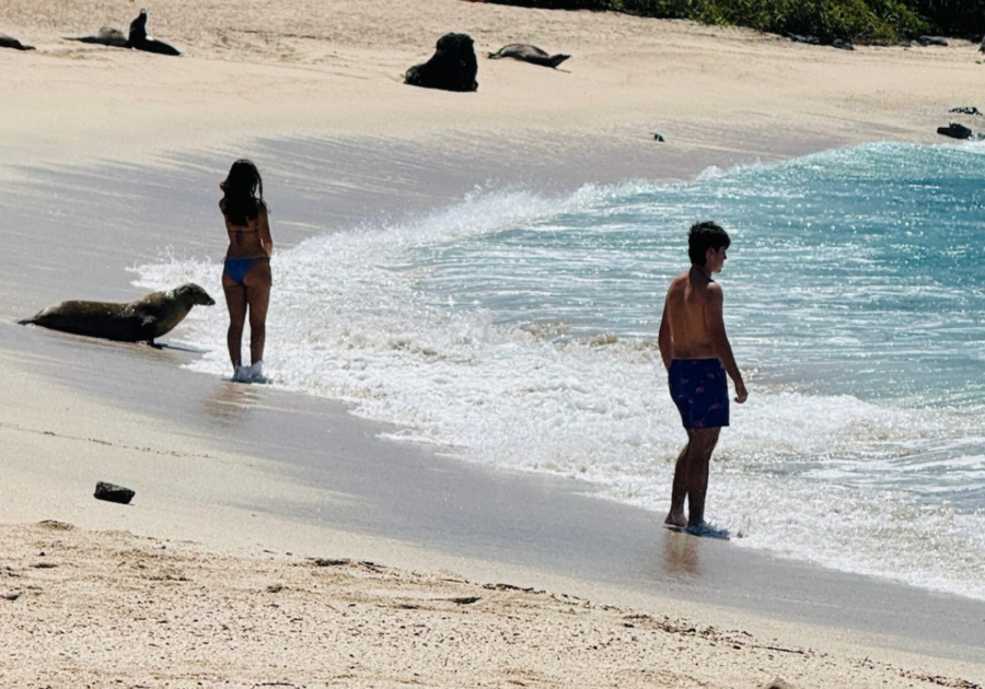 two people standing on an Ecuador beach with sea lions