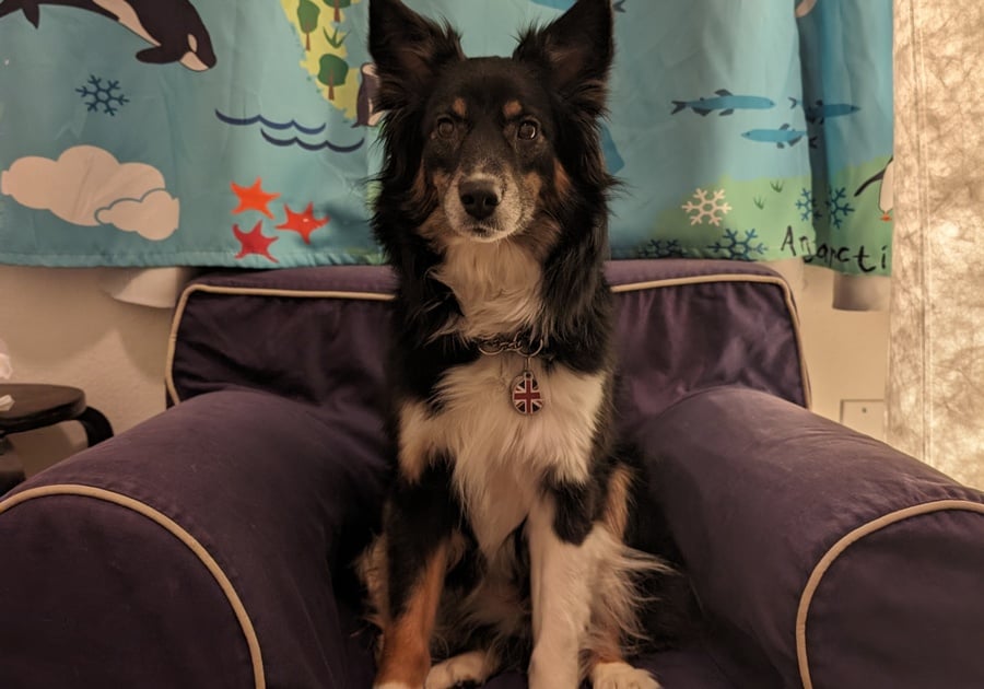 Dog sitting in child's chair