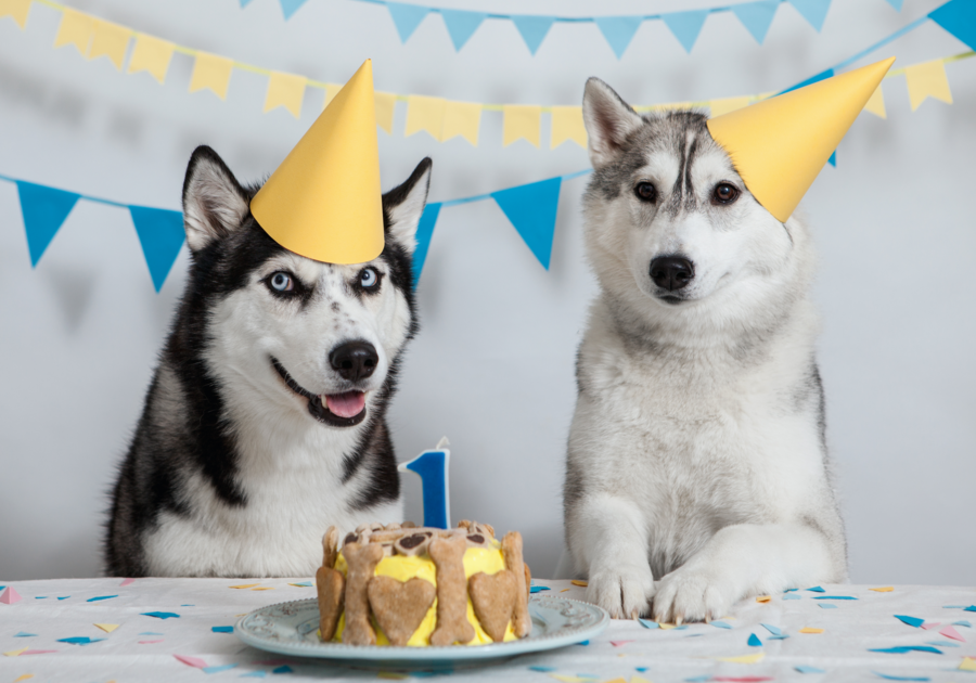 Celebrating your dog