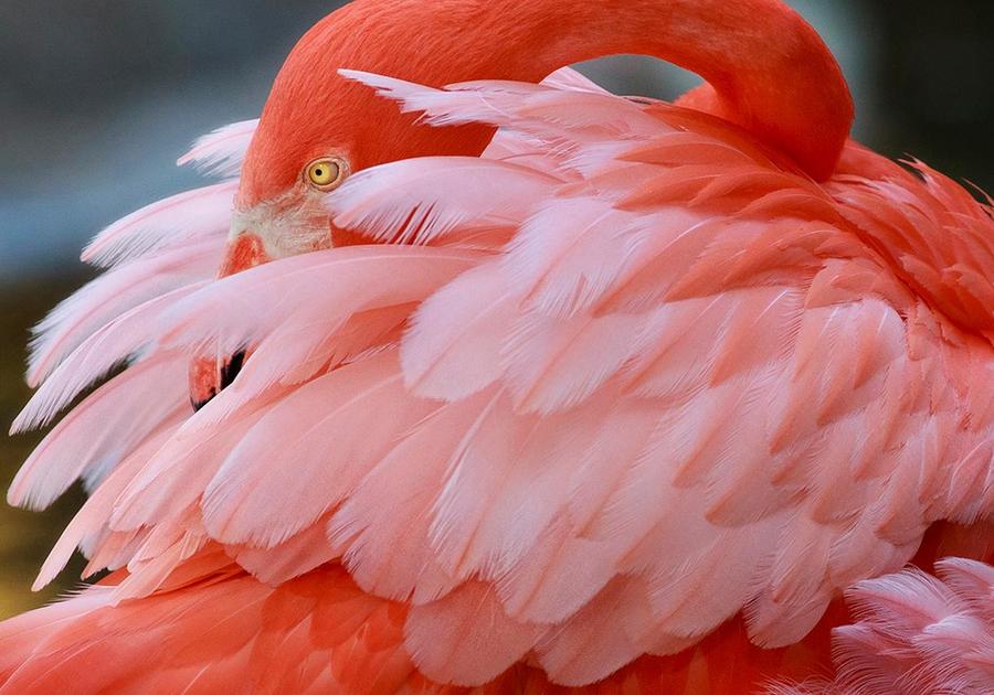 Save 35% at Flamingo Gardens!