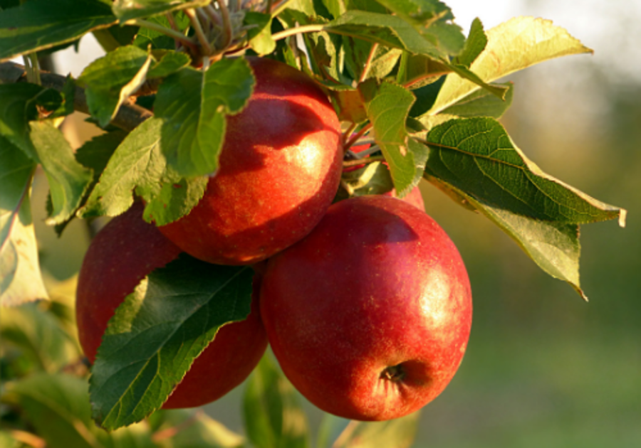 Fall Apples