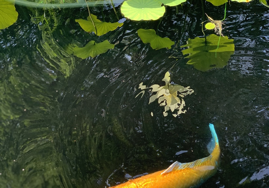 Fish in a pond at the Arboretum