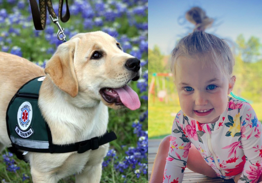 Funding, Fundraiser, Service Dog, Molly