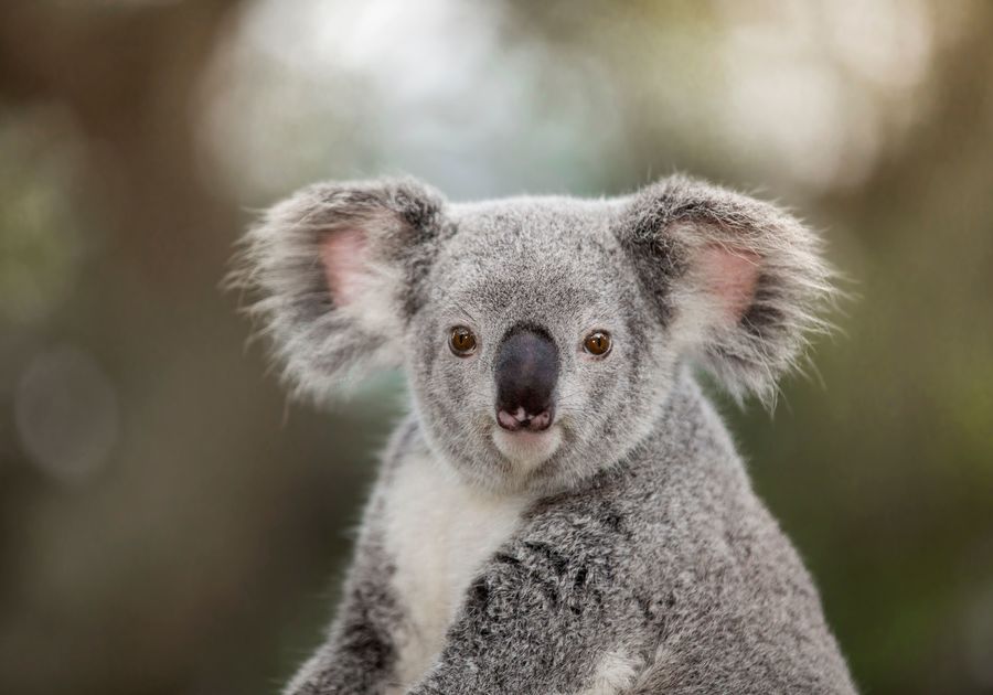 Koala Joey Emerges From Mother S Pouch At Zootampa At Lowry Park Macaroni Kid South Tampa