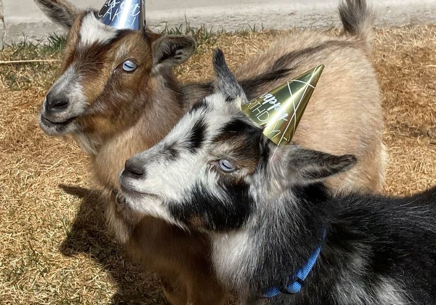 Firehouse Farms Goat Petting Party