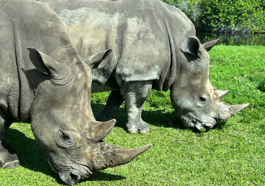 Rhino at Lion Country Safari