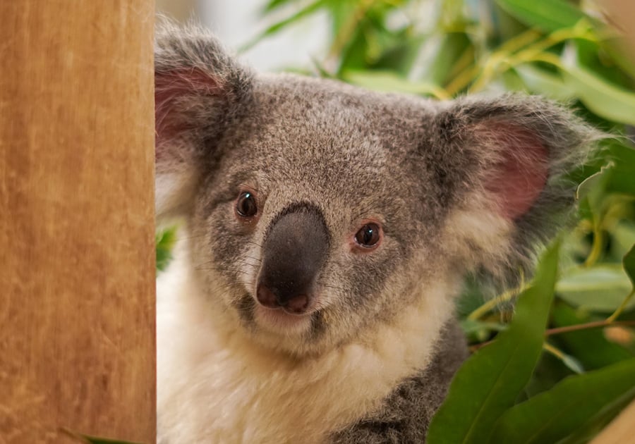 Come Meet Palm Beach Zoo’s Newest Koala, Ellin!