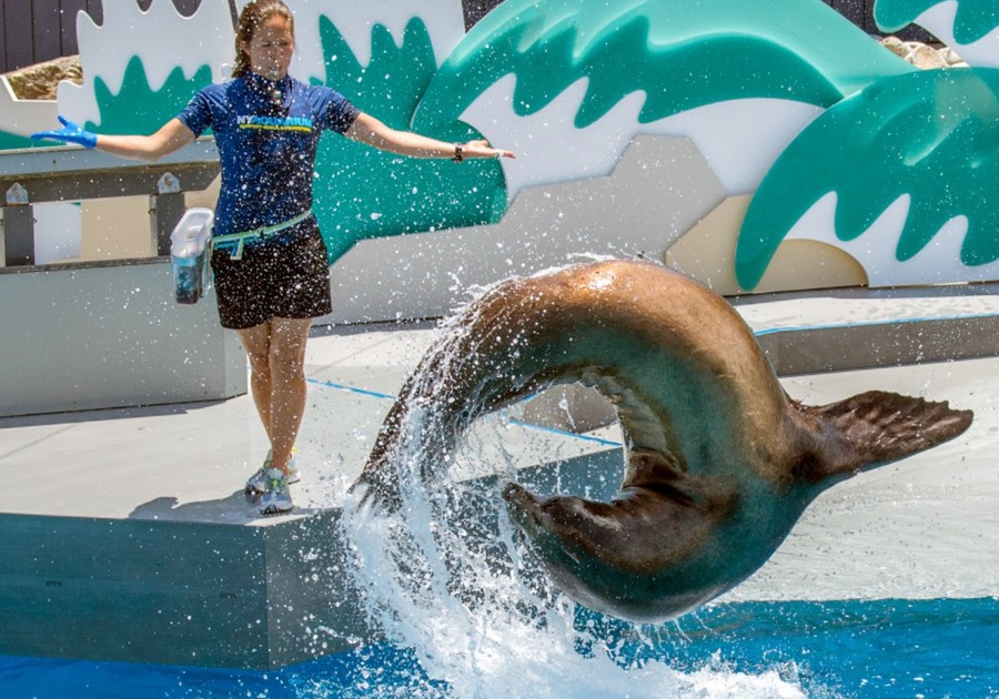 Julie Larsen, New York Aquarium