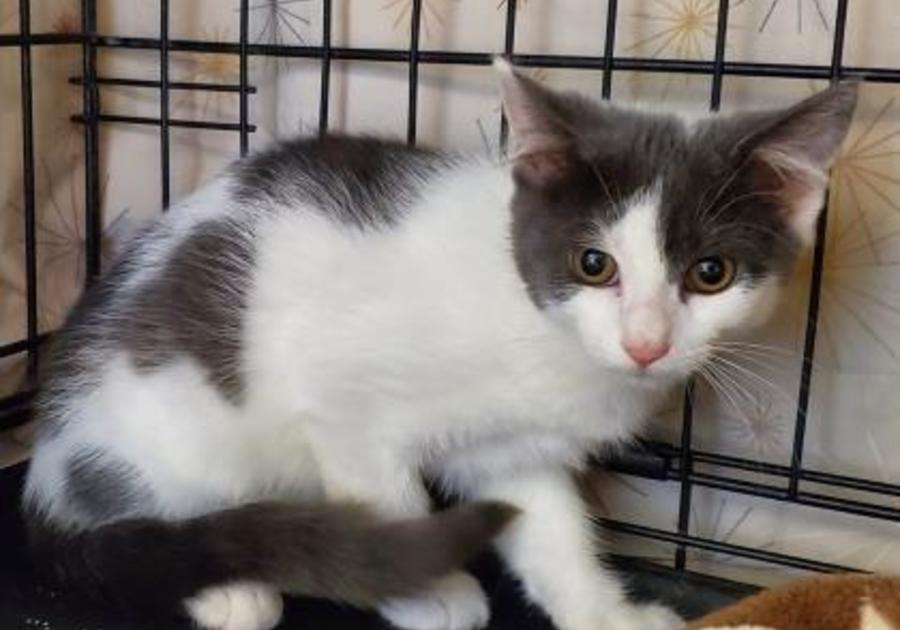 adoptable kitten from the Center for Animal Health and Welfare Easton PA October 2019