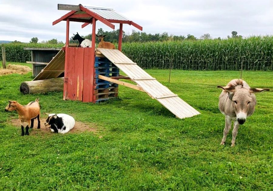 Animals at Apple Hills in Binghamton