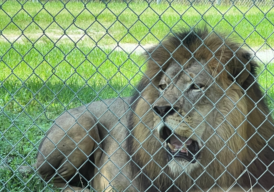 Lion at Lion Country Safari