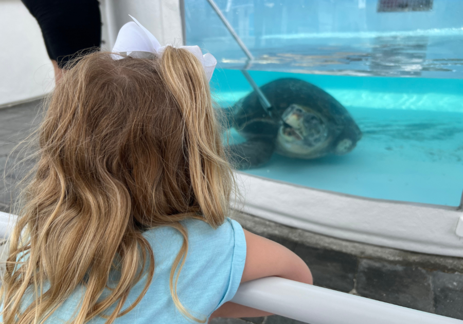 Scarlett enjoying Loggerhead Marinelife Center