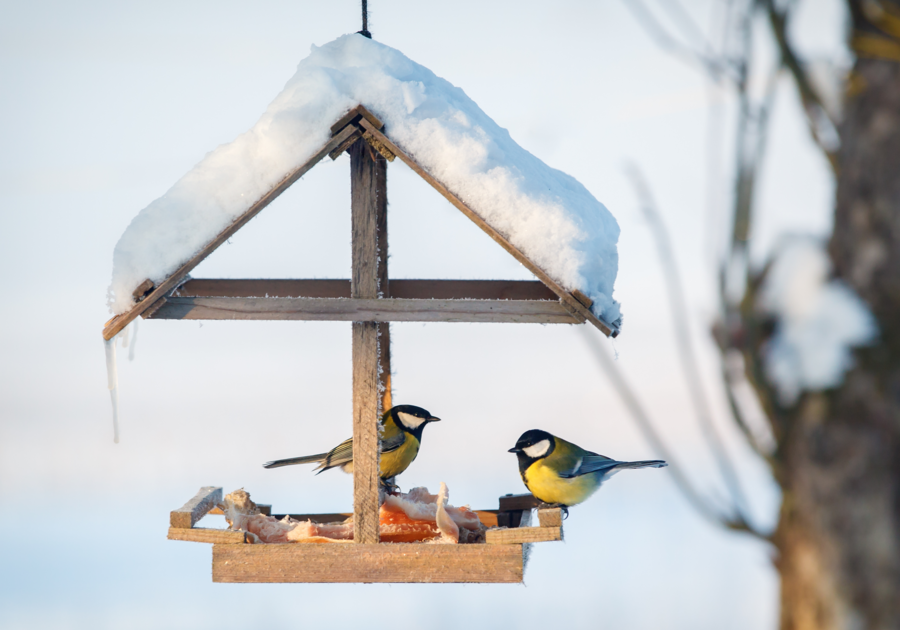 National Bird Feeding Month