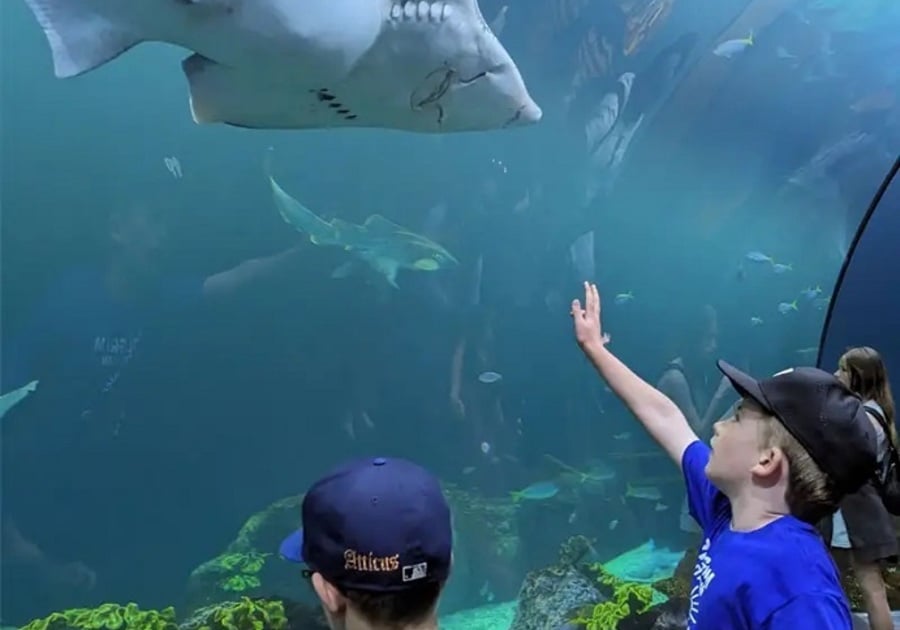 two boys looking at a shark at the aquarium
