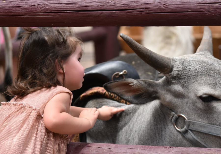 Petting zoo in the Childrens Realm Drew Ortiz Courtesy Colorado Renaissance Festival