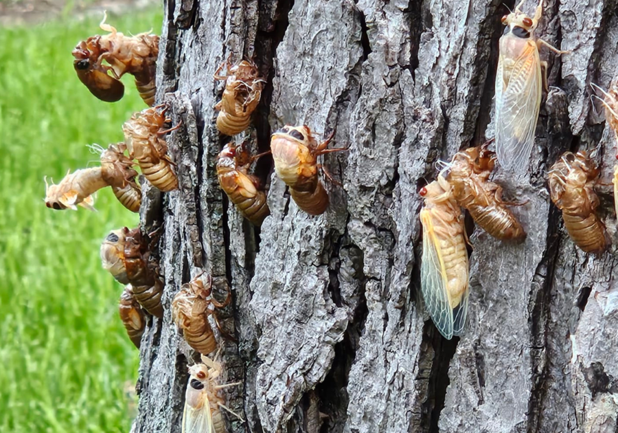 Cicada Summer 2024 in Wheaton, IL