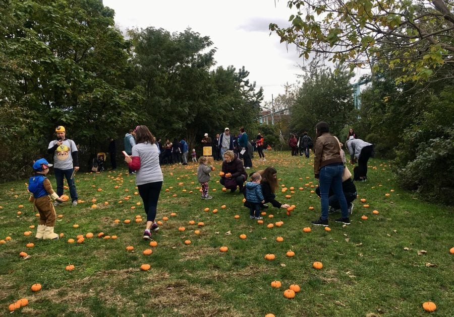 Brooklyn Bridge Park Harvest Fest