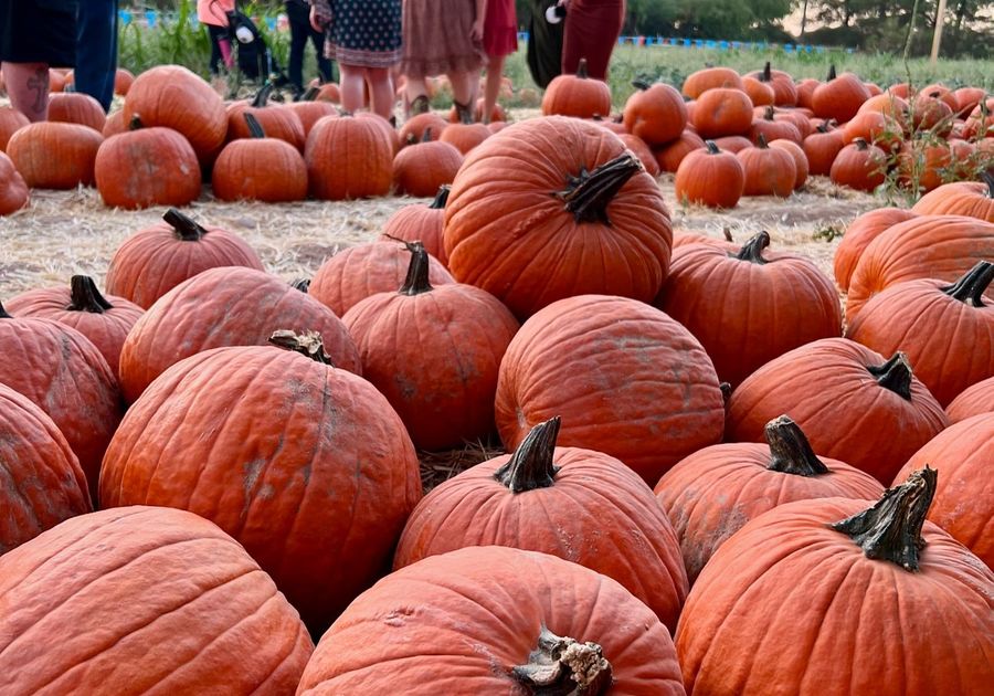 Schnepf Farms Pumpkin and Chili Party