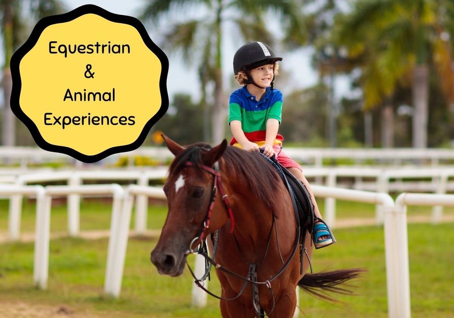 Summer Camp Guide Equestrian and Animal Experiences