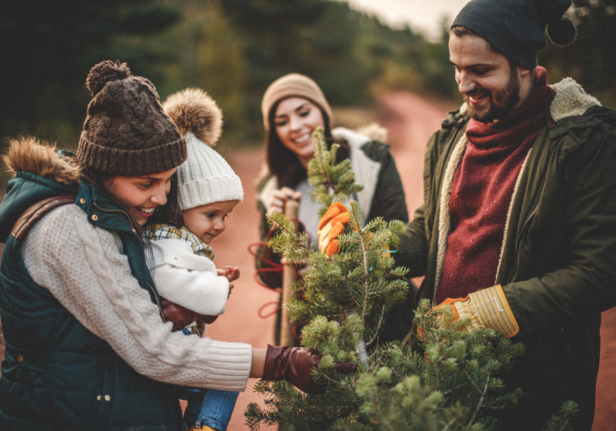 Christmas Tree Guide