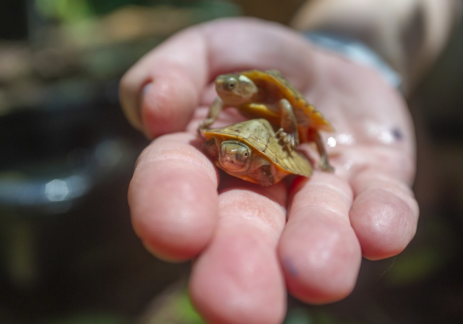 Tennessee Aquarium Senior Herpetologist Bill Hughes holds seven recently hatched Four-eyed Turtles and Beal’s Four-eyed Turtles