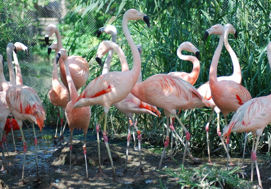 A flock of flamingos at Dickerson Park Zoo